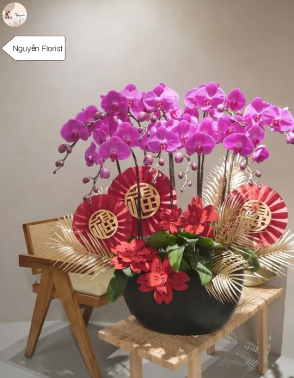 Chậu Lan Hồ Điệp Tím - Thịnh Vượn May Mắn