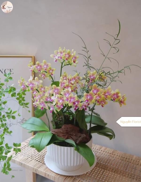 Chậu Lan Tiểu Hồ Điệp - May Mắn Thành Công
