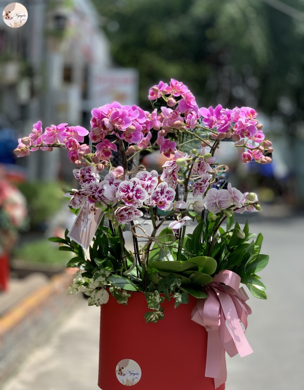 LAN HỒ ĐIỆP 8 CÀNH MIX  MÀU